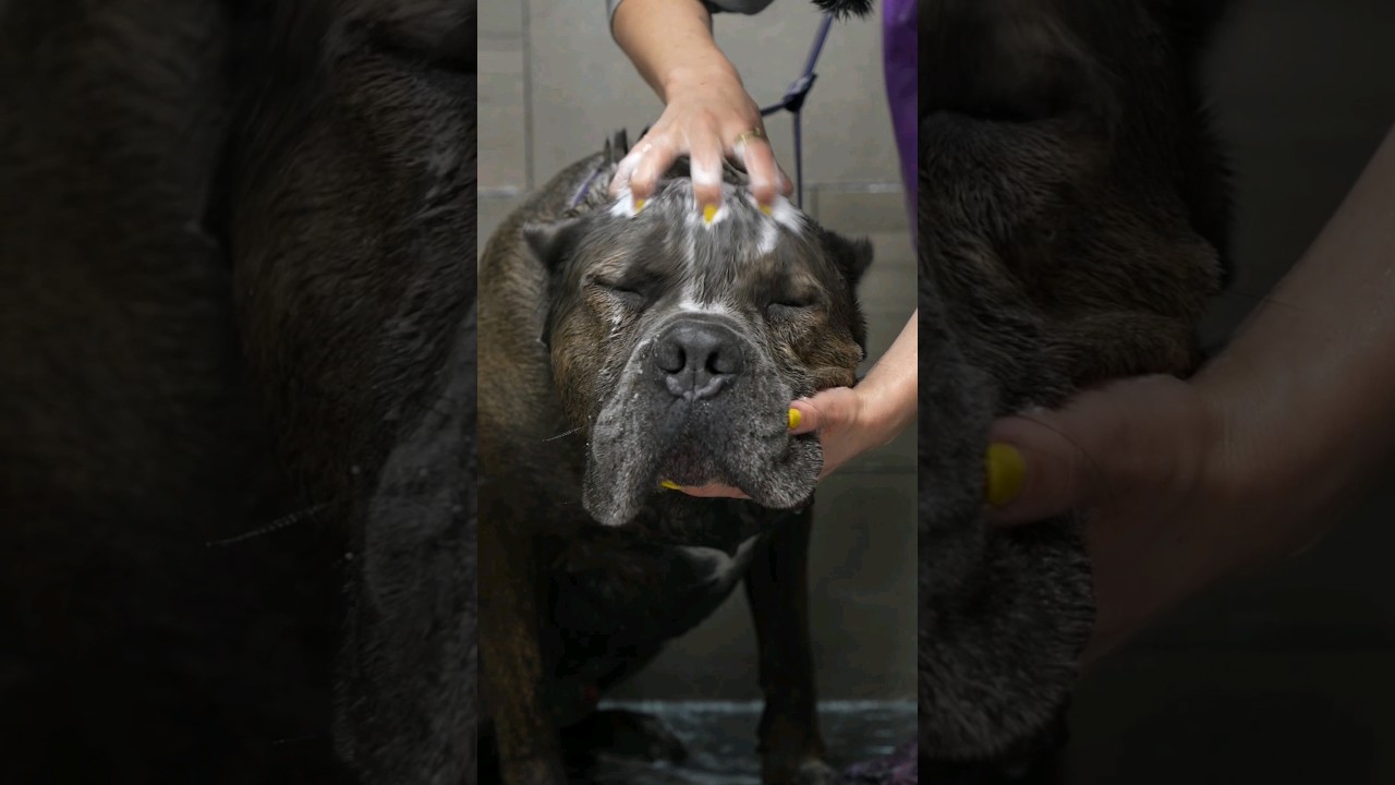 This dog is a UNIT.