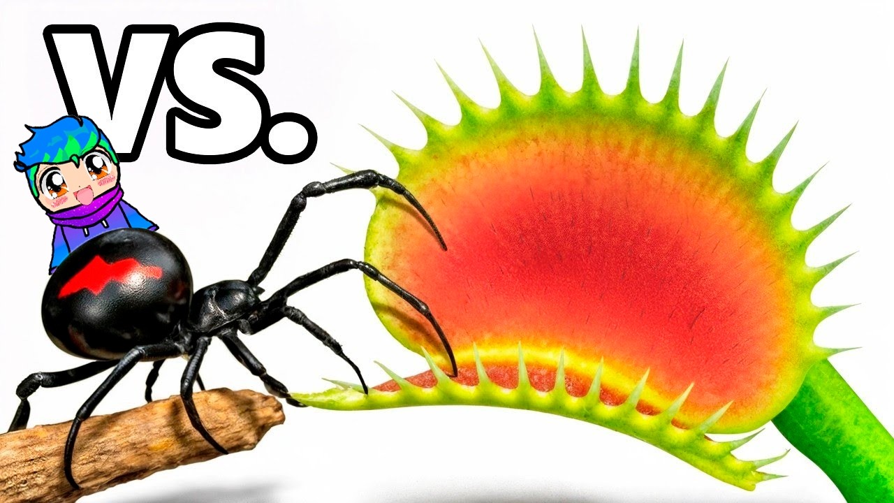Viuda Negra vs Planta Carnivora Venus