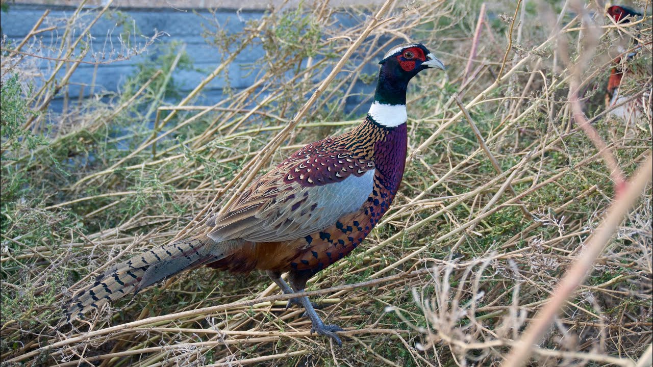 The Pheasant Farm has another RARE Rooster!!!