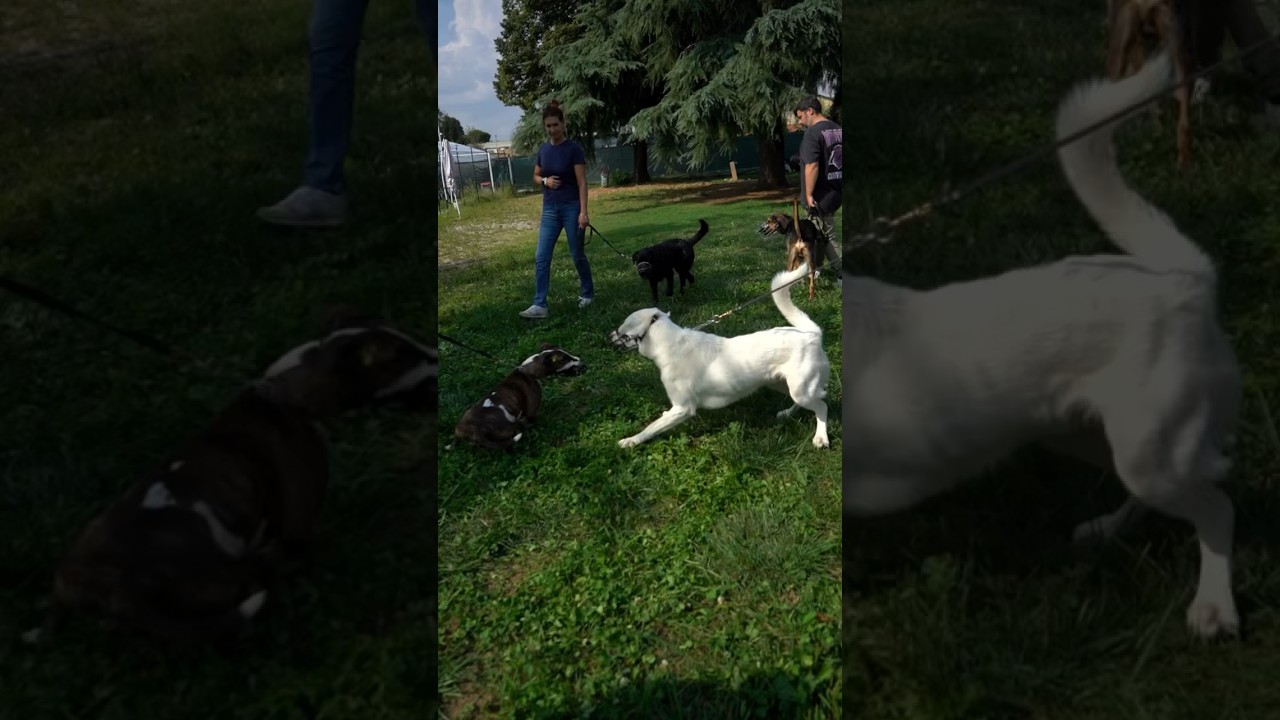METICCIO DI 2 ANNI CERCA DI AGGREDIRE ALTRI CANI