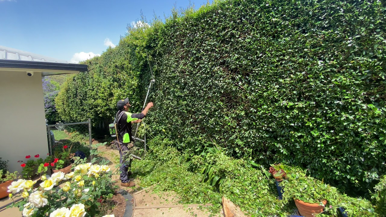 Ego multi tool hedge trimmer, SATISFYING on 4.5metre tall hedges, unedited