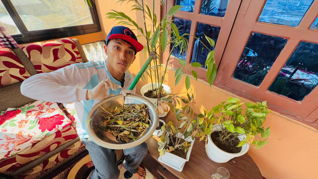 घरमै बोटबिरुवा गोडमेल गर्दै 🌿 #nature #love #support #subscribe #youtubeshorts #minivlog #flowers❤️🔥