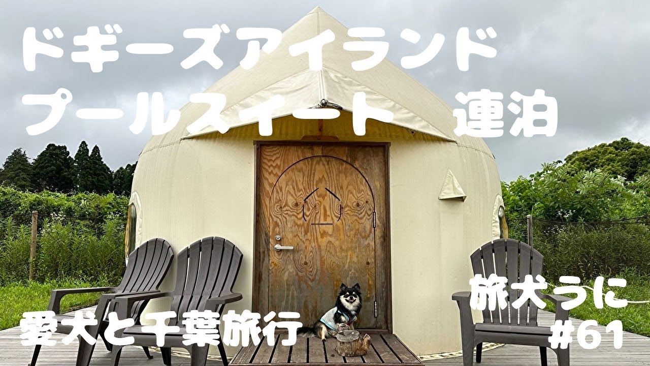 犬#61【千葉】ドギーズアイランド プールスイート 2023 旅犬うに@uni-channel2022 ​⁠