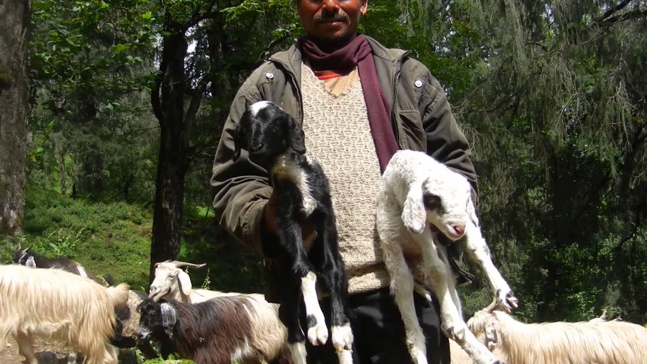 Kuari Pass Trek - Khulara camp site.