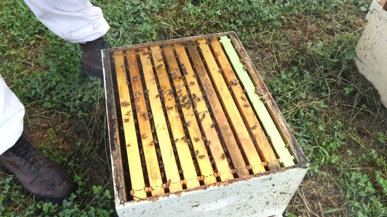 Pesticide Damage To Our Bees