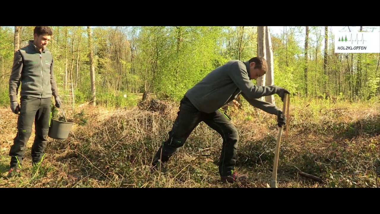 Vom Baum zur Enkelgeneration: Die Vision des Waldverbandes Salzburg
