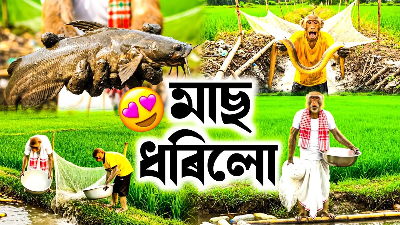 আজি বহুত মাছ ধৰিলো ৰাইজ 😍🐟 | Assamese Monkey Vlogger | Deka Bandor | #vlog #fishing