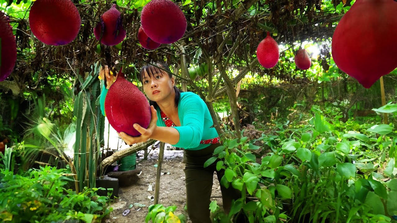 Harvesting RED  GAC Fruit Go to market sell, Grow Vegetable - Cooking | New Free Bushcraft