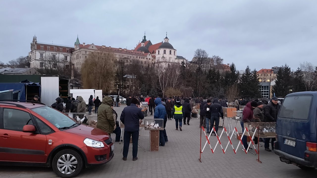 Rynek gołębi w Lublinie 08.02.2025