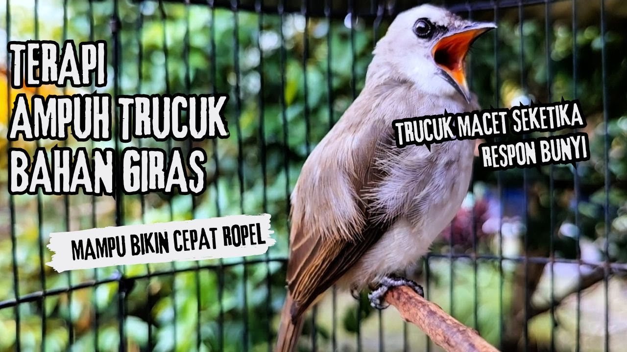 Trucukan Gacor ROPEL PANJANG Saat Subuh COCOK untuk Pancingan Trucuk BAHAN dan MASTERAN TRUCUK Paud
