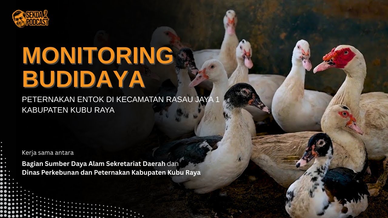 MONITORING BUDIDAYA PETERNAKAN ENTOK DI KECAMATAN RASAU JAYA 1 KABUPATEN KUBU RAYA