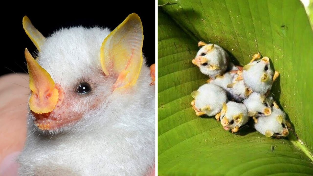 Honduran White Bat 🦇 One Of The Cutest And Exotic Animals In The World