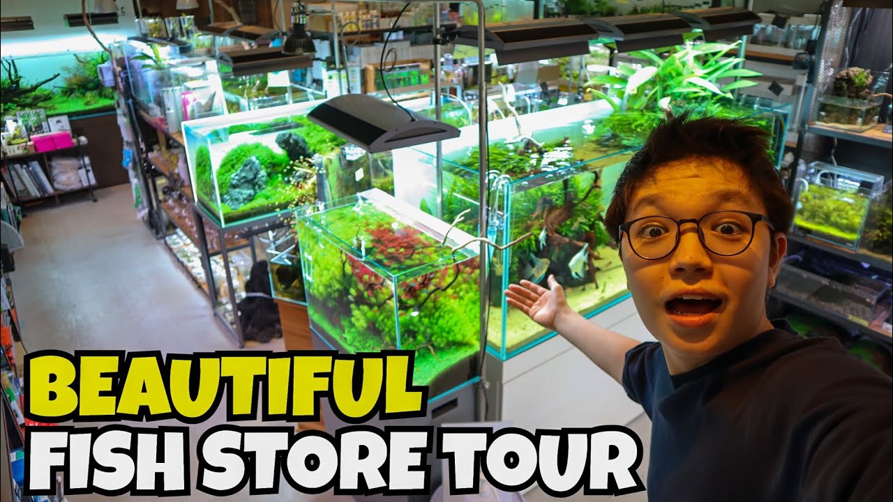 BEAUTIFUL PLANTED FISH STORE TOUR!! Aquarium Shop Color