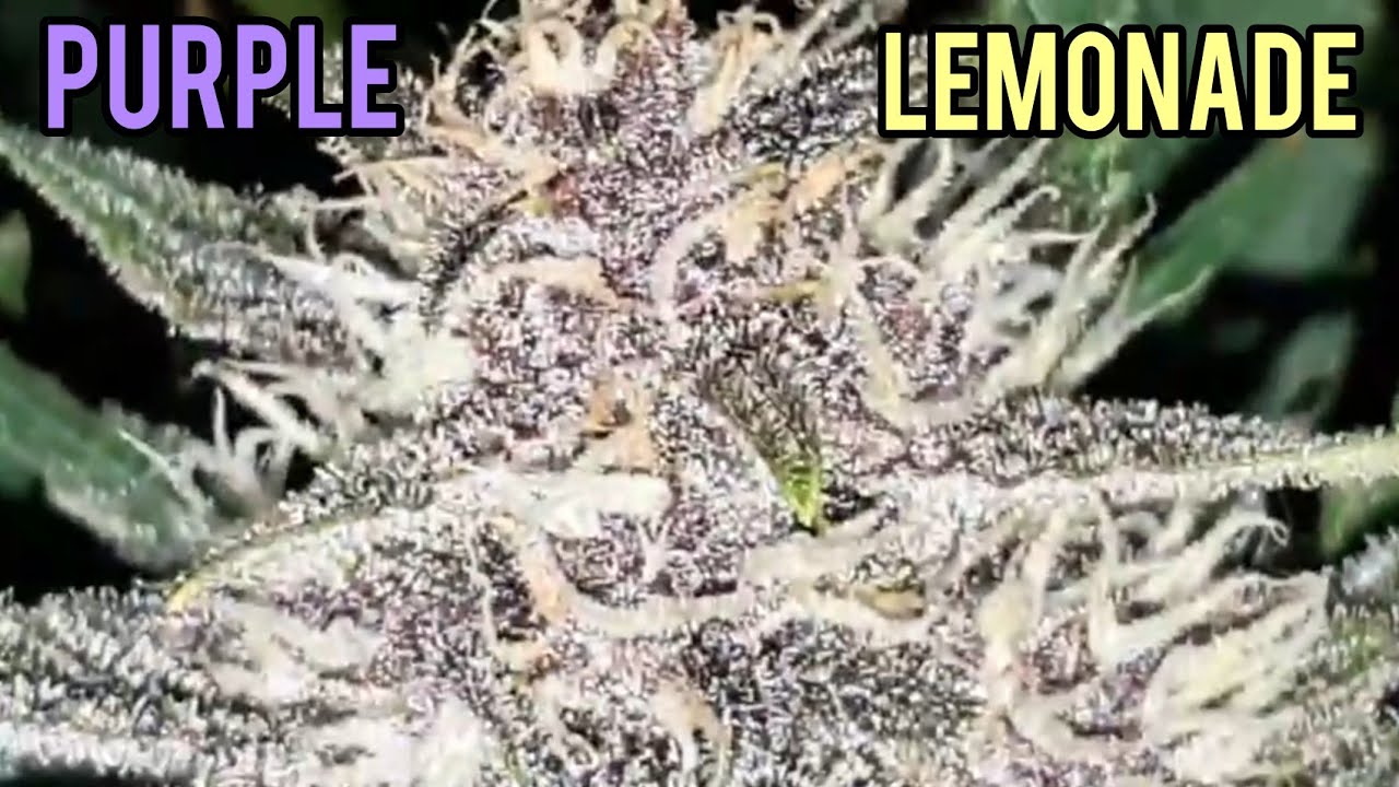 AUTOFLOWER, GROW PURPLE WEED, WEEK 7 FROM SEED