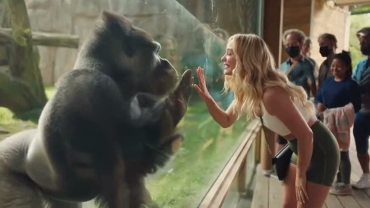 The Most Expressive Silverback Gorilla Moments at the Zoo 