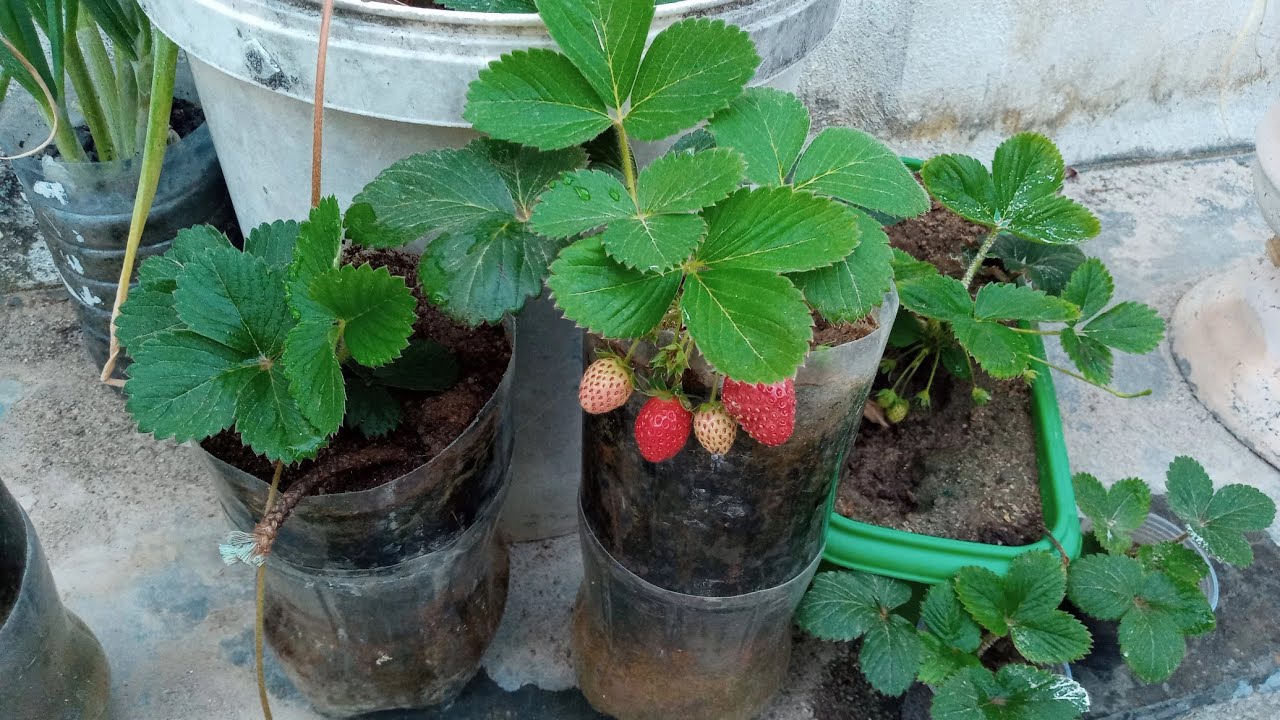 Como Plantar e Cultivar Morango em Garrafa Pet | Economize Tempo e Espaço