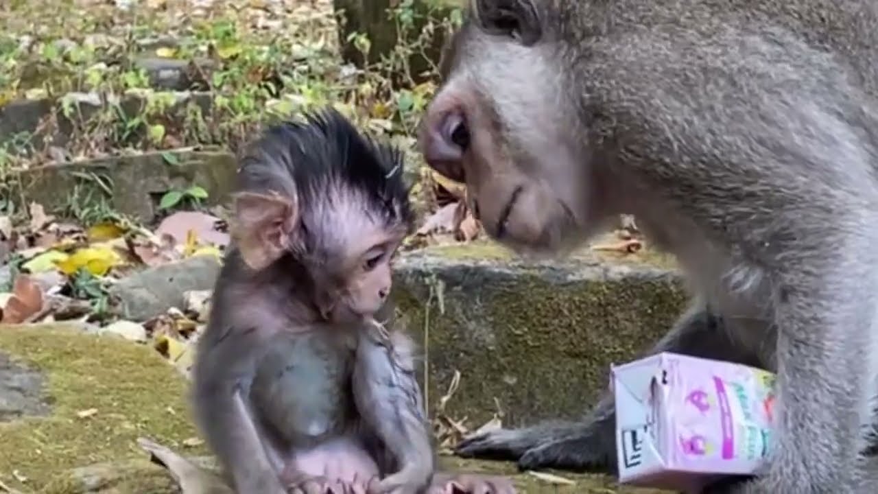 How’s baby monkey Jolan elbow abscess more better or too bad