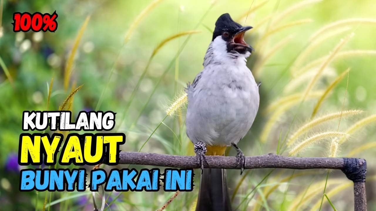 Suara Burung Kutilang FIGHTER Gacor  Cocok Untuk Pancingan Agar Bunyi