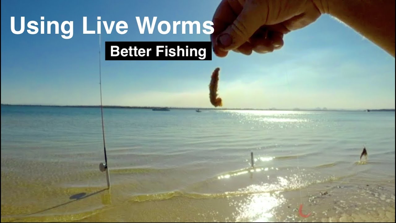 Using LIVE WORMS, Better Fishing. Wayne Groomes