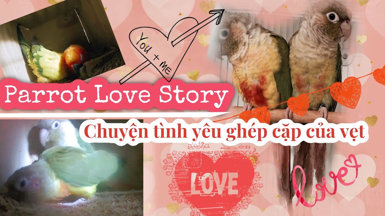 Parrot Love Story / Breeding Clue