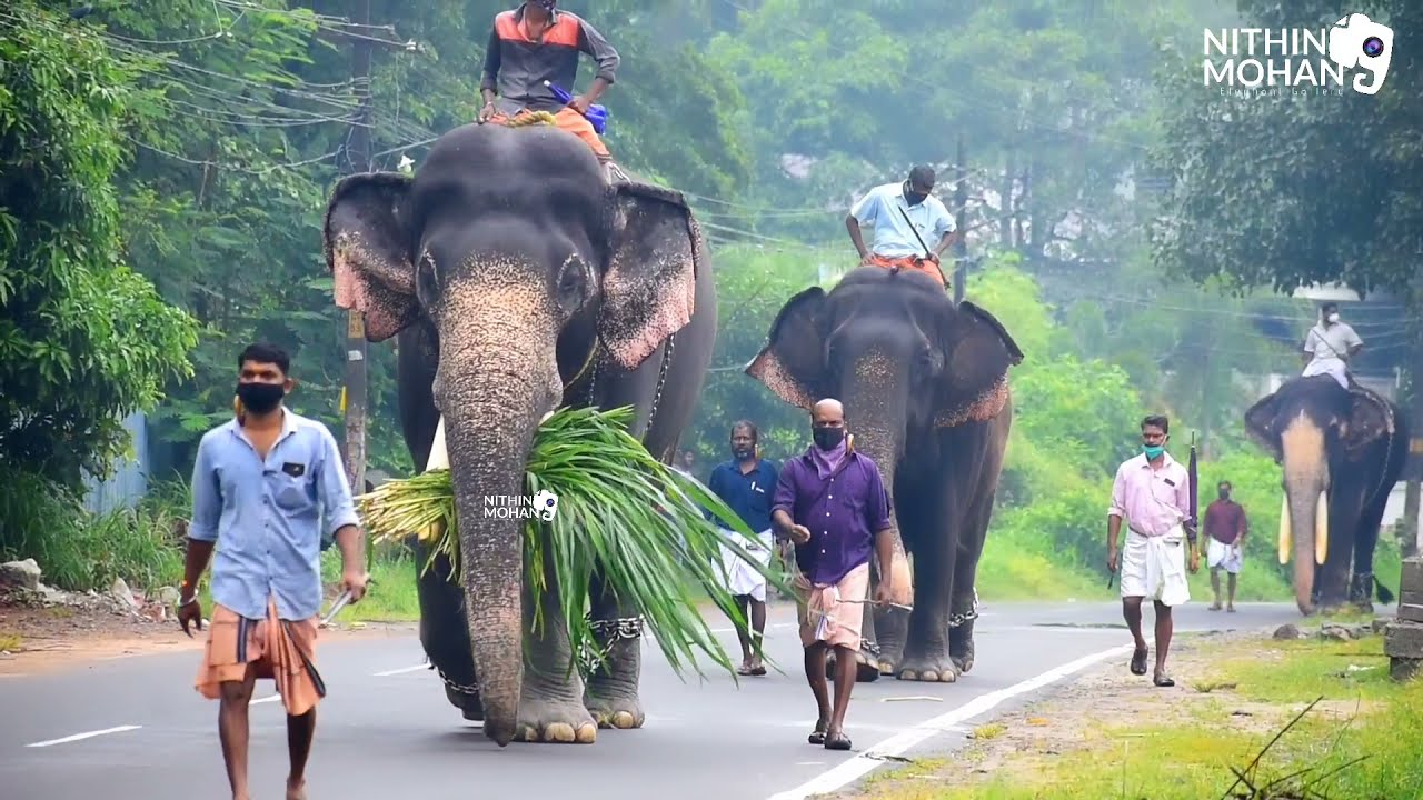 punnathur kotta elephant camp