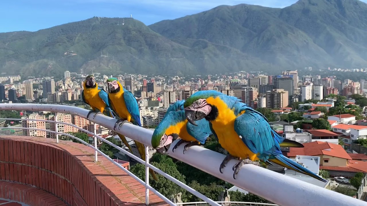 Guacamayas de Caracas