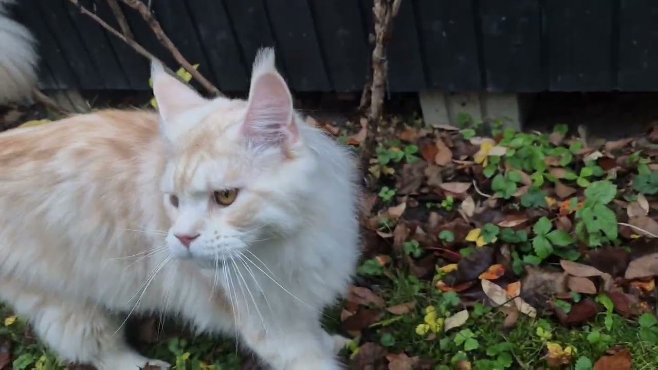 Grumpy Sally and Golden Heart out in the yard.