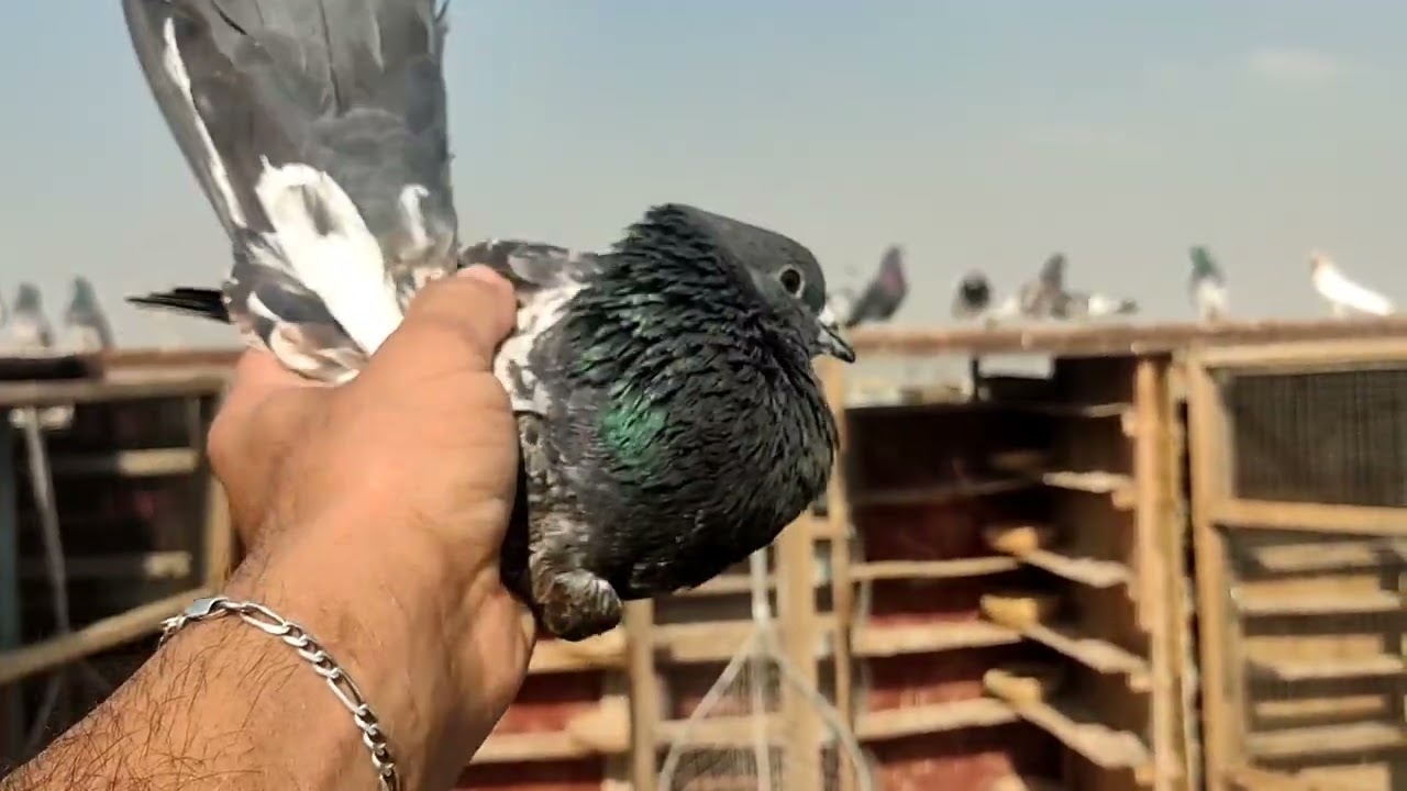 شوفو قصت الزبيري مال بارحه واليوم صدمه 3وعالجت الحمر حب مال ديدان وسمعو الفيديو كامل مشاهده ممتعه 🫶🫶