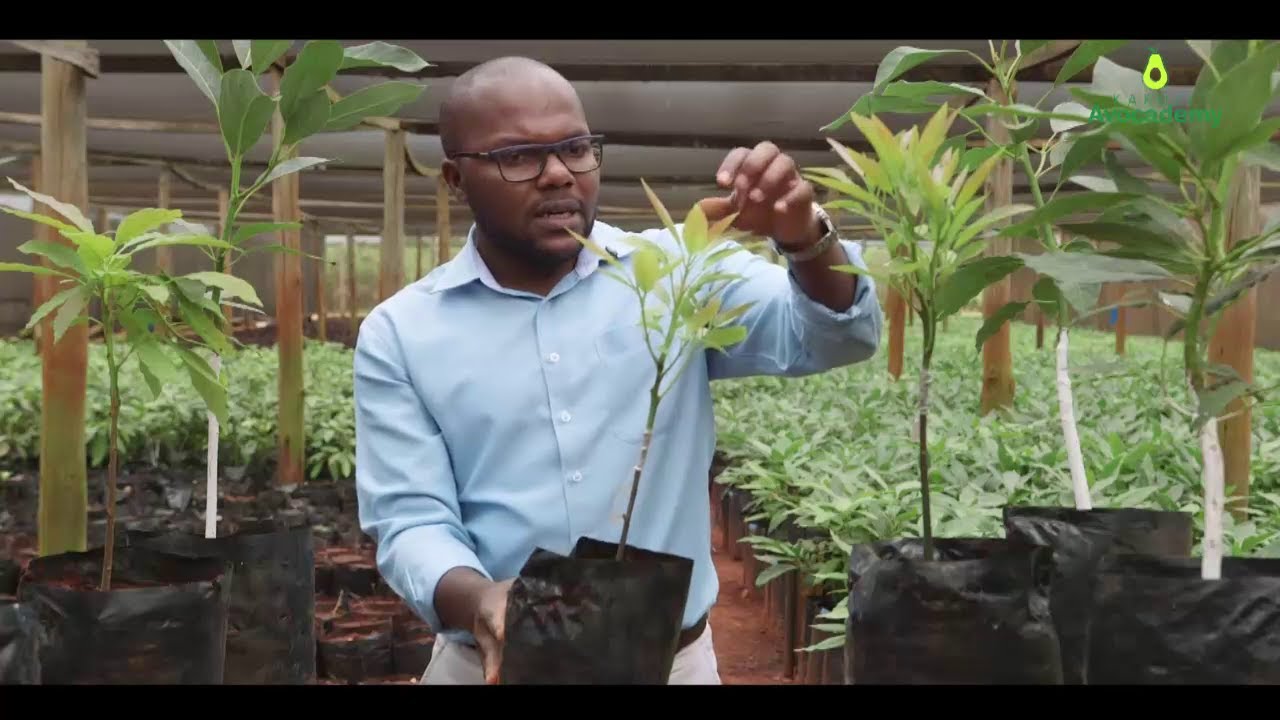 How to Identify Quality Avocado Seedlings