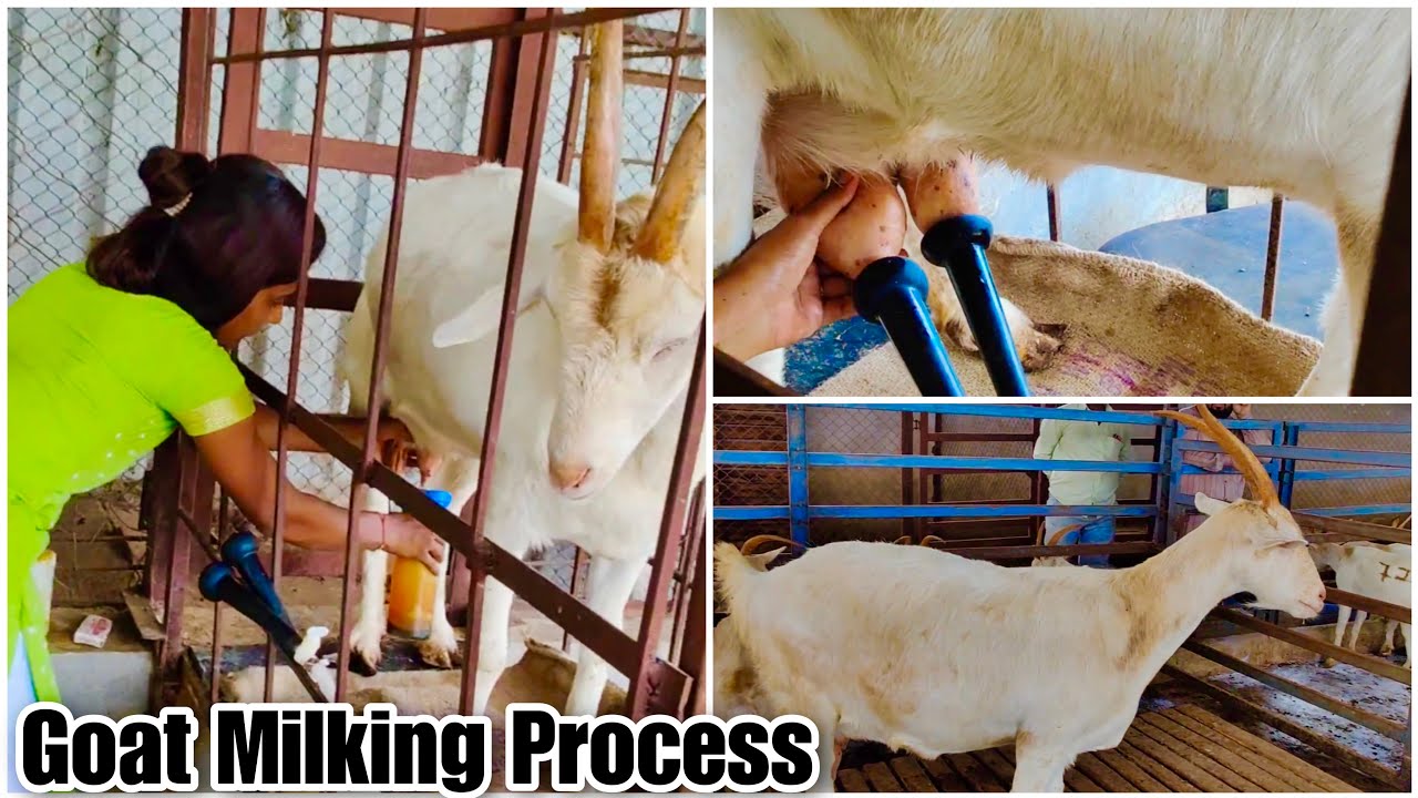 Aai Goat Farm - Saanen Goat Milking Process