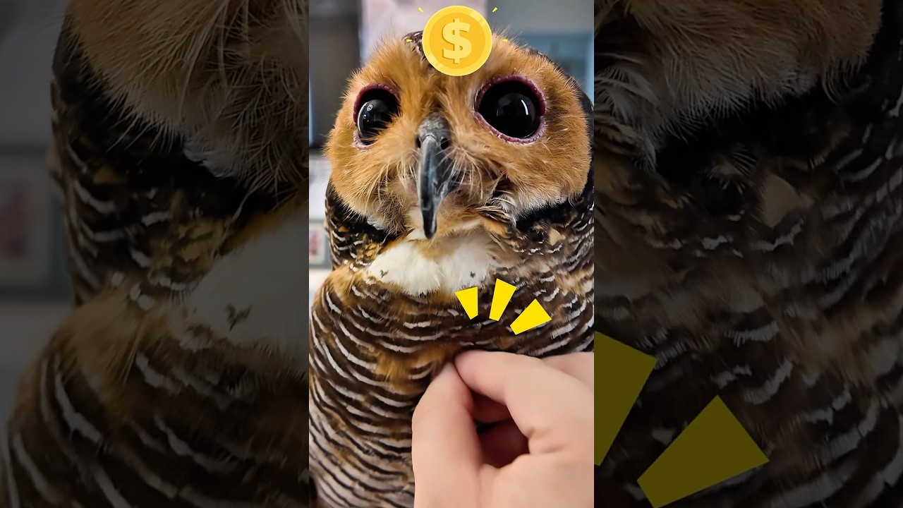 Перья у совы вот такие толстые, правда?! 🦉🤔