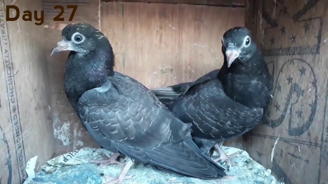 Day to Day Growth Pigeons Chick 1 to 30 Days | Pigeon Growth 30 days Progress!