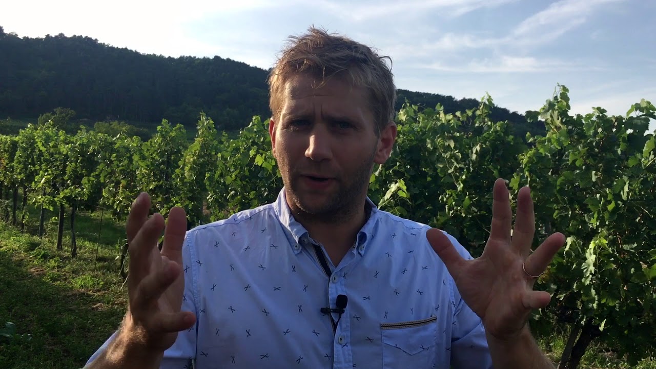 Traisental valley wine region & Grüner Veltliner: Markus Huber interview