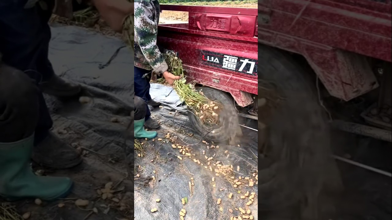 Genius Farmers Threshing Peanuts Using Moving Tricycle Wheel