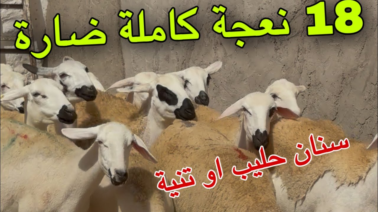 دخل تشوف الجديد او المليح او الصغر 18 نعجة كاملة ضارة للبيع مع ذكر الثمن 