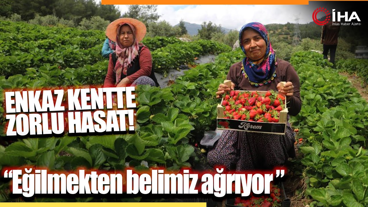 Enkaz Kentte Yüz Güldüren Çilek Hasadı, Tarladan 70 TL'den Alıcı Buluyor