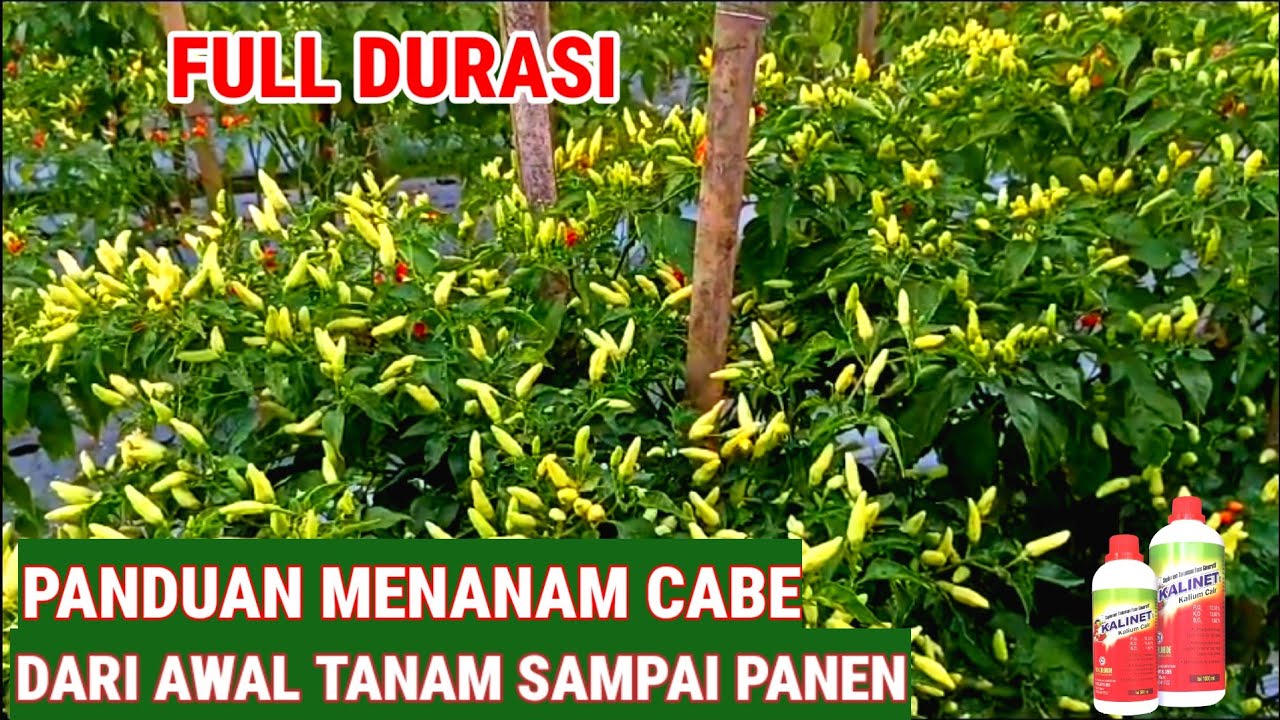 CARA LENGKAP !! MENANAM CABE RAWIT DARI PINDAH TANAM SAMPAI PANEN