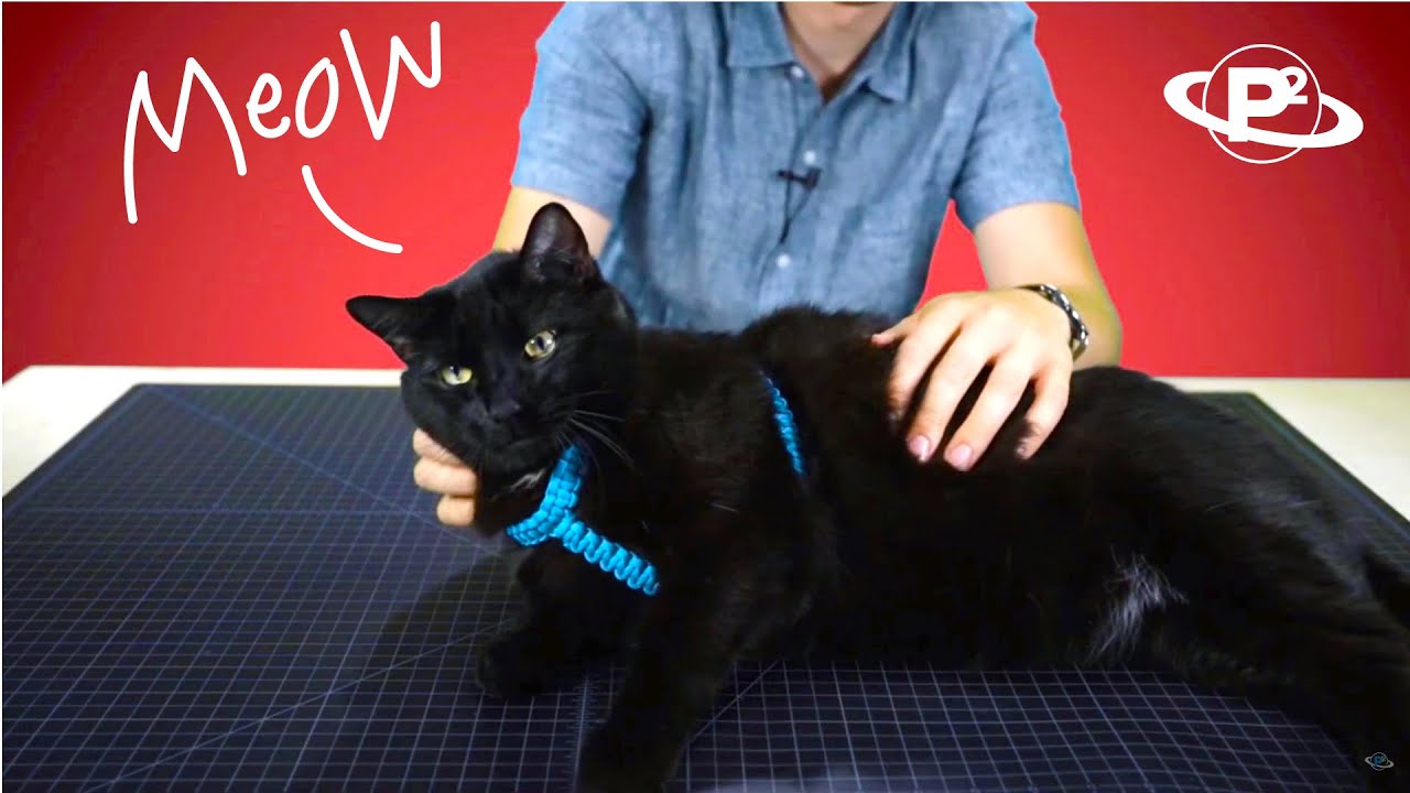 Make a Cat Harness out of Paracord