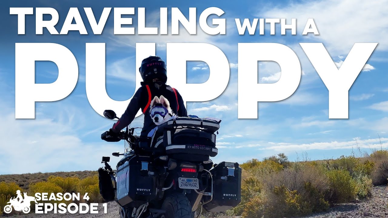 S04-E01 🇺🇸 WHITE SWISS SHEPHERD, Whimsy, joins the pack and we continue riding around the world