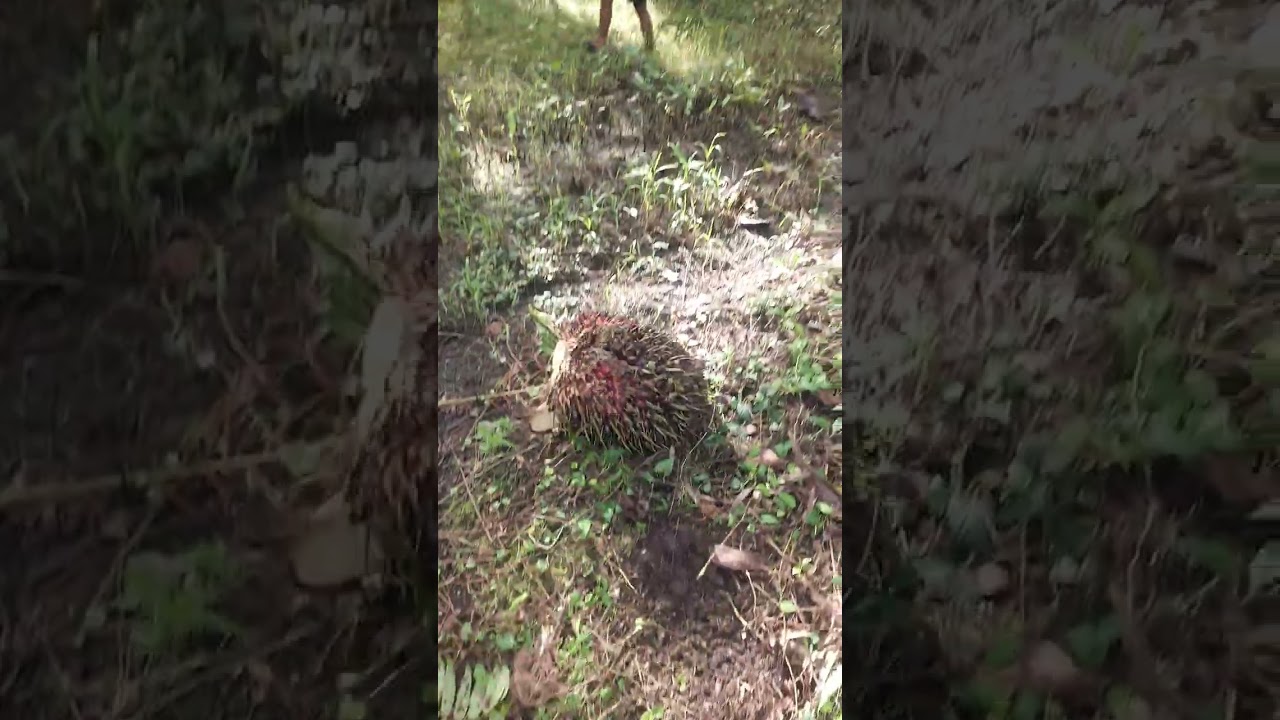 Panen pokok tinggi pohon kelapa sawit di daerah transmigrasi sulawesi tengah