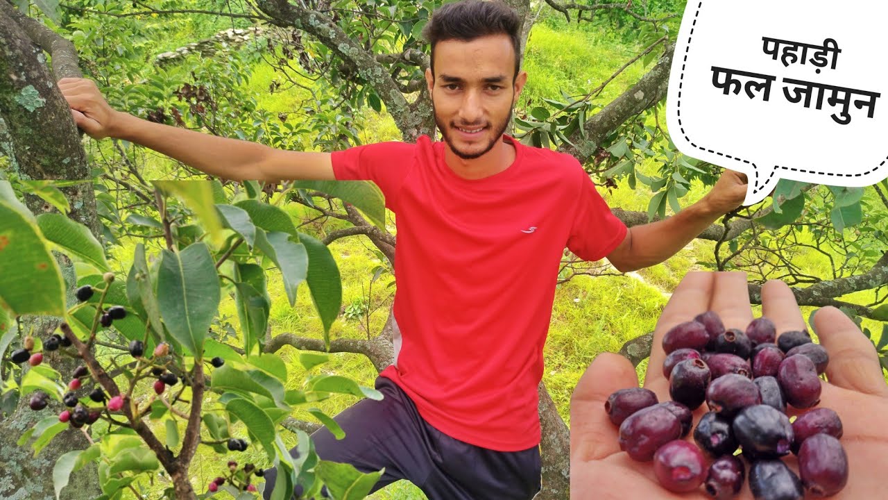 पहाड़ी फल जामुन||Java Plum||जामुन||Pahadi Lifestyle Vlog||Pahadi Prakash Goswami||Prakash Goswami