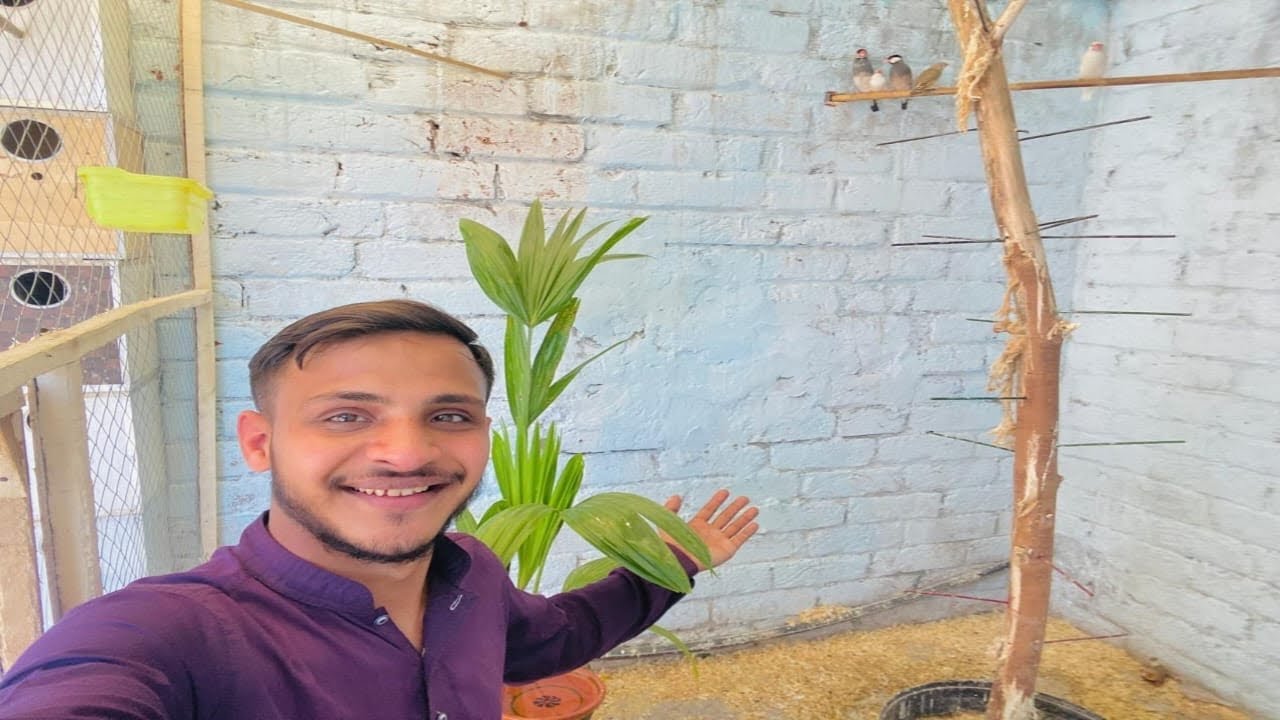 Mashallah Finches Chhod Di New Cage Mein