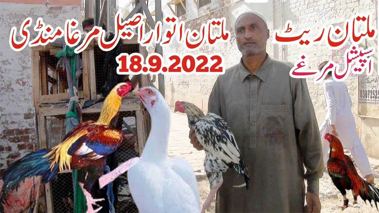 Multan birds Market || 18.9.2022 || birds pets parrots finche java #multanpets#multan godre
