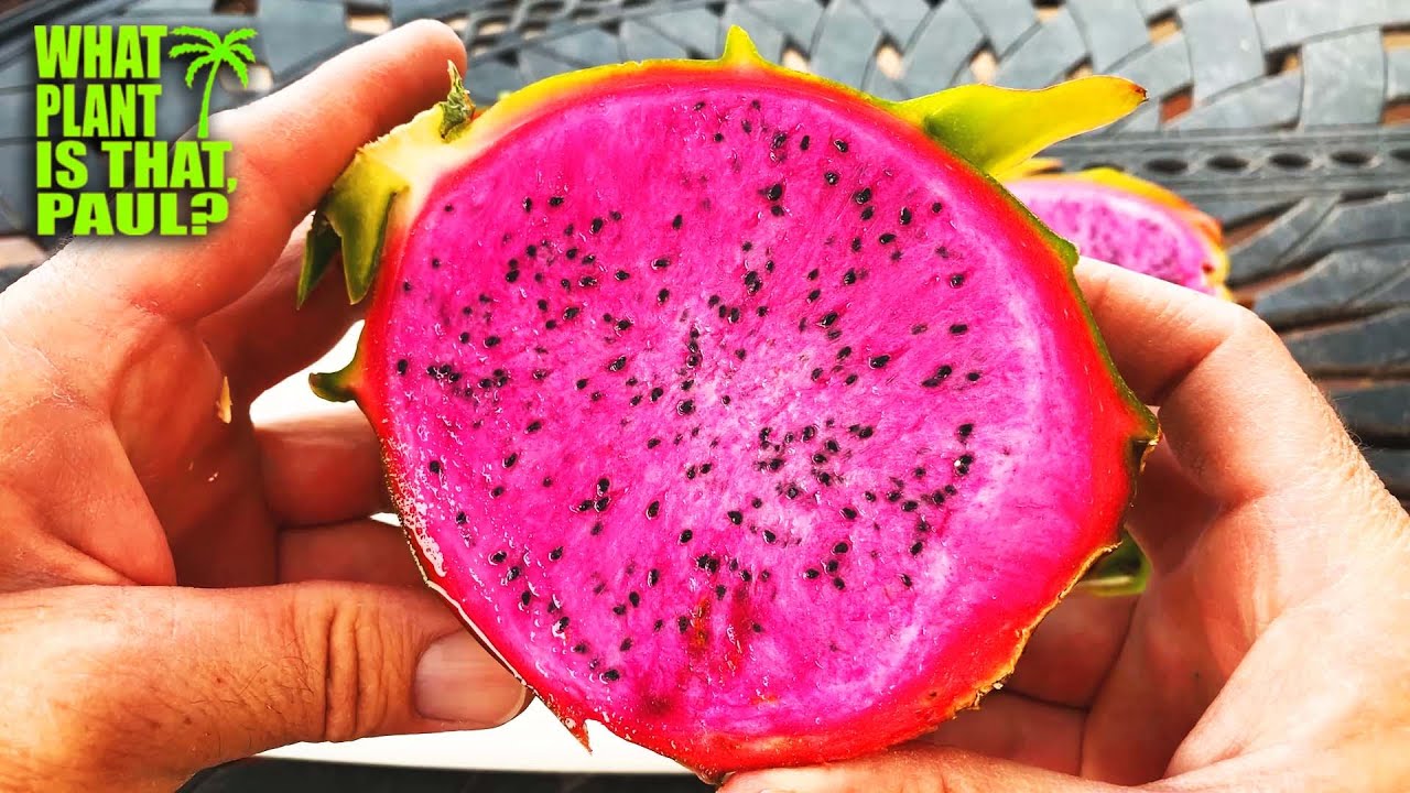 Ax Dragon Fruit VS. American Beauty Dragon Fruit / DELICIOUS WALLACE RANCH Dragon Fruit / BRIX Score