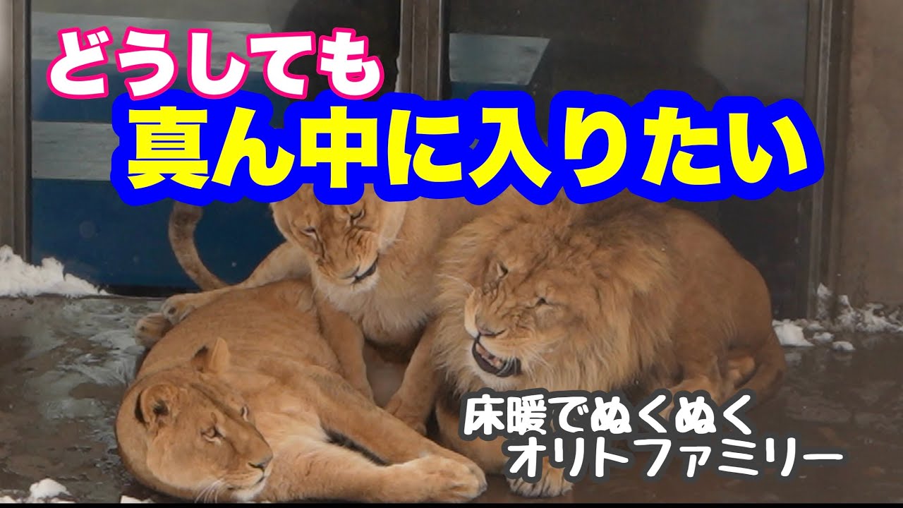 どうしても真ん中に入りたい⁉️すっかり雪景色の猛獣館