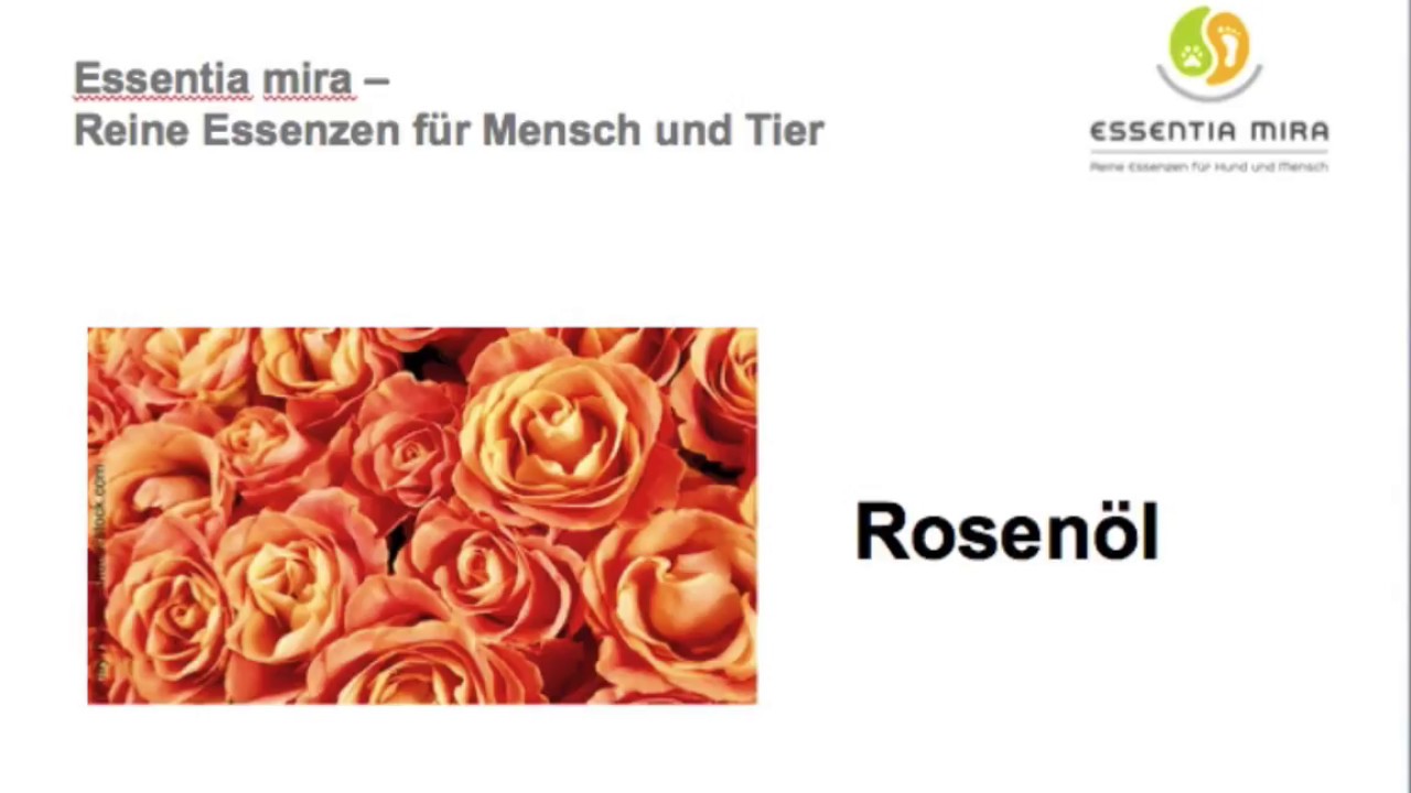 Rosenöl - Warum ist dieses ätherische Öl eigentlich so unglaublich kostbar?