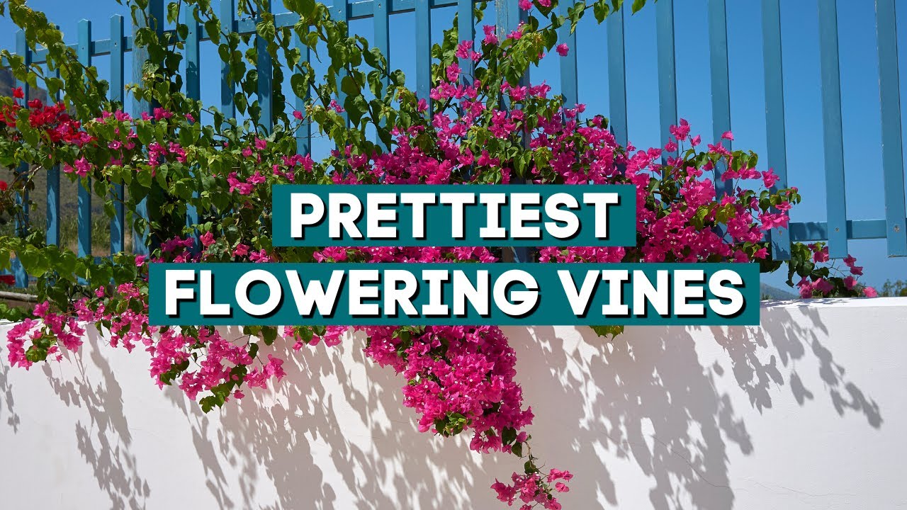7 Prettiest Flowering Vines to Add to Your Garden 💚🌸 // PlantDo Home & Garden ✨