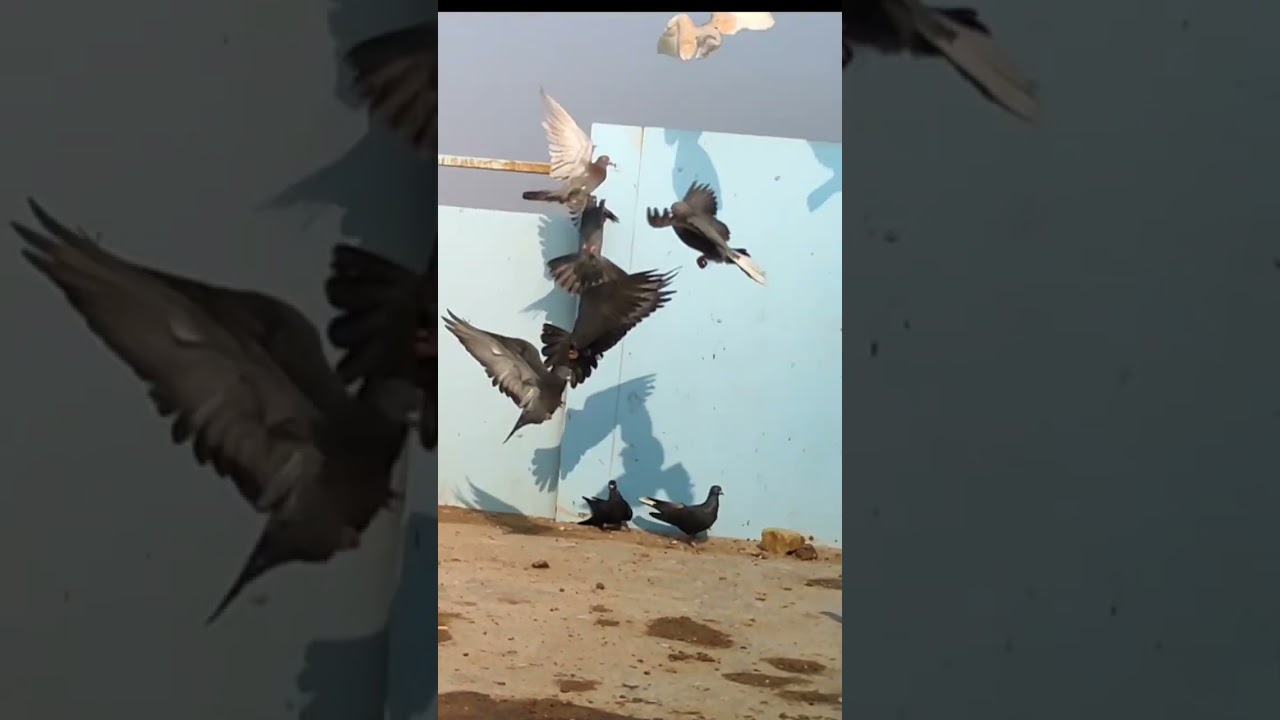 طلب احد المشتركين تزليق المخاليف و اللوت الطيب طيرة ماشيه