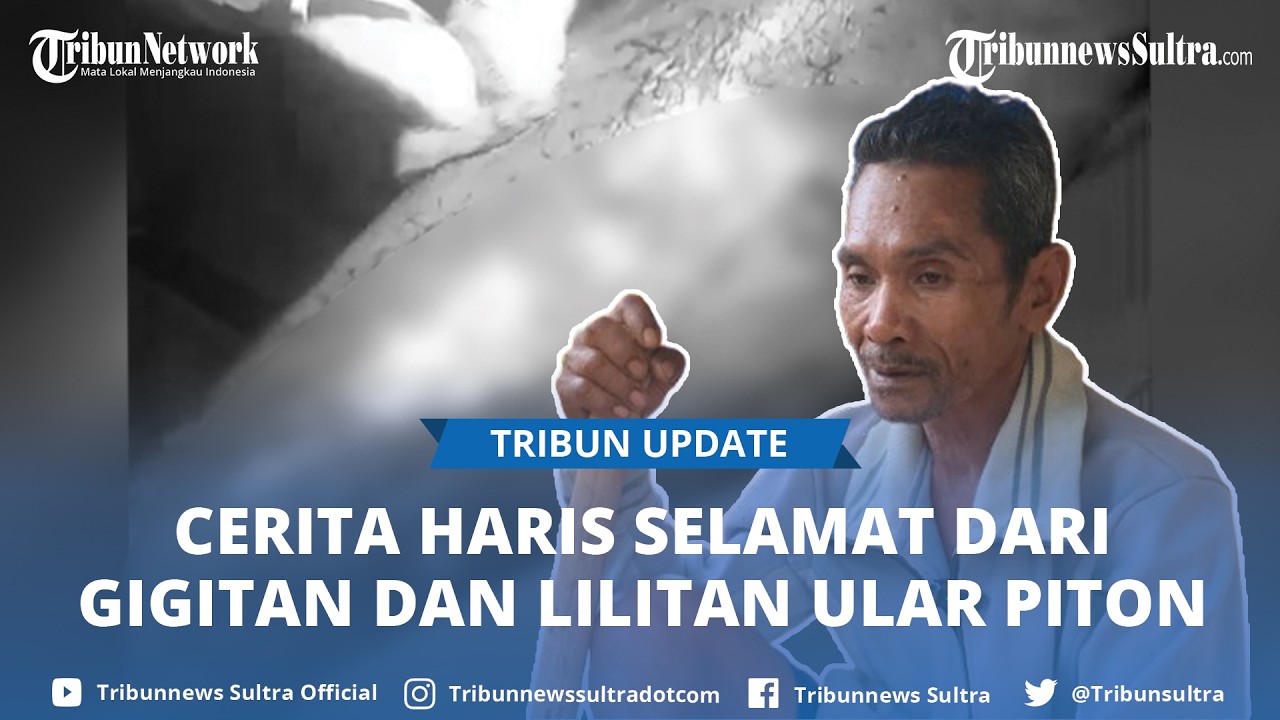 Cerita Haris Warga Baadia Baubau Sulawesi Tenggara Selamat dari Gigitan dan Lilitan Ular Piton