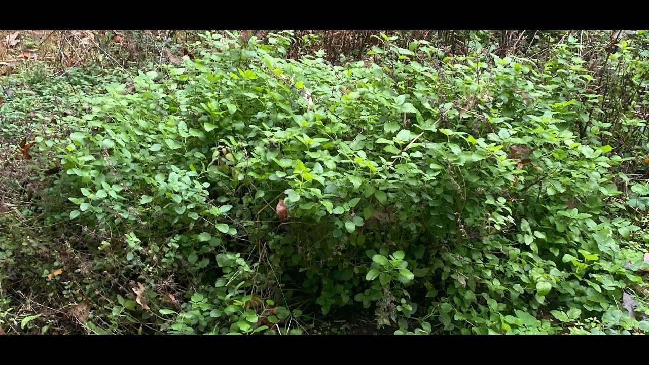 Health benefits of mints & lemon balm